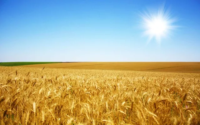 Аналитика цен на зерновые и масличные по состоянию на 21 сентября