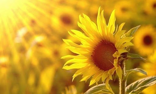 Валовий збір соняшнику в Україні наближається до 2,5 млн тонн