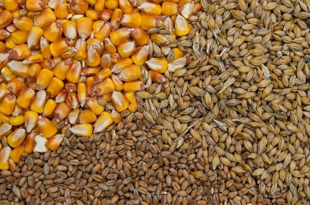 Украинские аграрии активными темпами экспортируют ячмень и кукурузу
