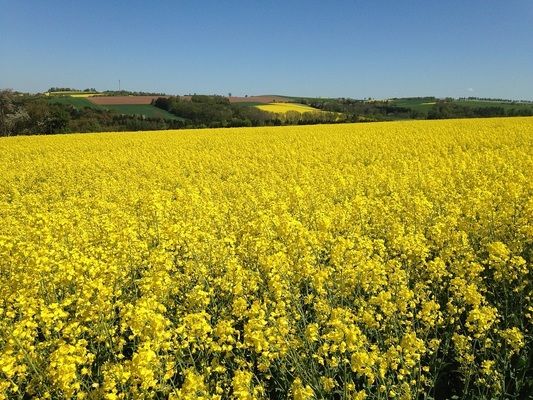 Сколько озимого рапса в этом году посеяли в Украине