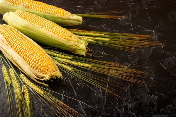 Украина и США работают над открытием рынка США для украинской кукурузы и пшеницы