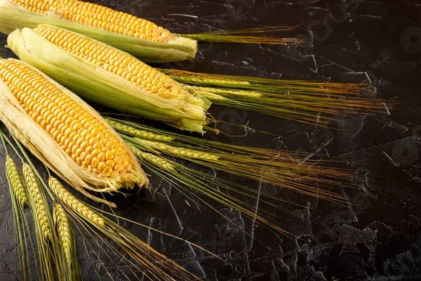 Украина и США работают над открытием рынка США для украинской кукурузы и пшеницы