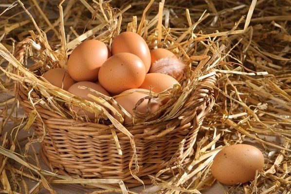 В Україні зросло виробництво курячих яєць