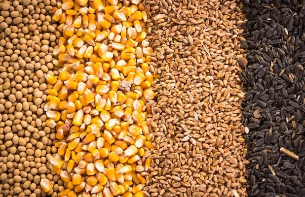 Аналитика цен на зерновые и масличные по состоянию на 24 сентября