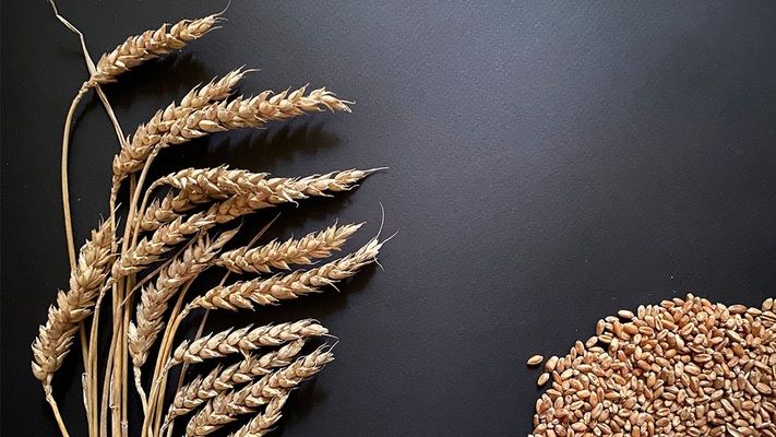 Группа «Агротрейд» планирует увеличить площадь посевов под озимой пшеницей