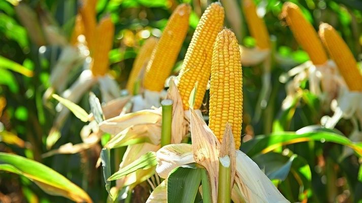 Куда больше всего импортируют украинской кукурузы |Tripoli.land