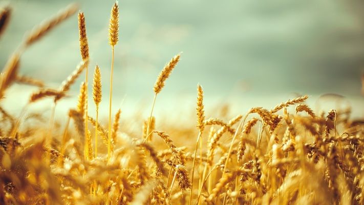 Єгипет в 2021/22 МР має намір зібрати до 9 млн тонн пшениці