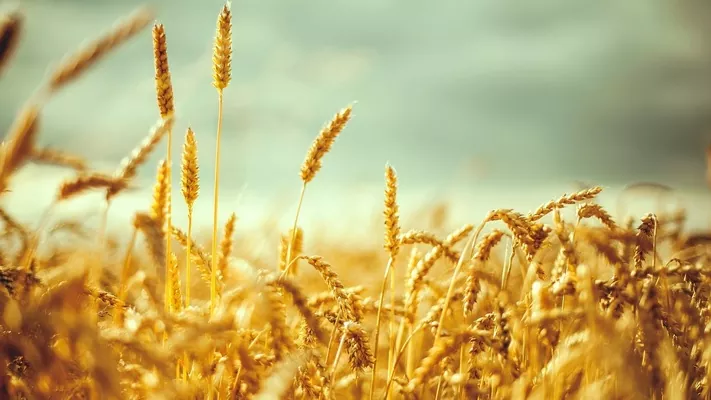 Египет в 2021/22 МГ намерен собрать до 9 млн тонн пшеницы