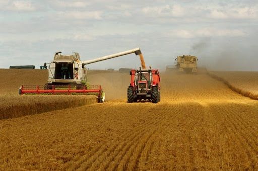 Світове виробництво зерна може зрости - експерти