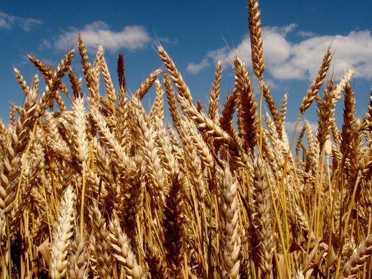 Аналитика цен на зерновые и масличные по состоянию на 27 сентября