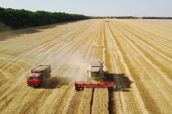 Цьогоріч аграрії зібрали на 3 млн тонн більше продовольчого зерна, ніж торік