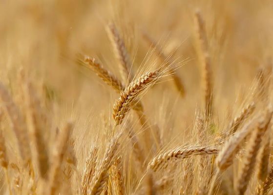 Китай наращивает импорт австралийской пшеницы
