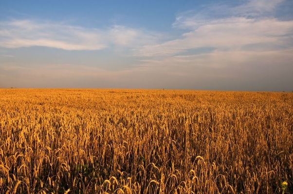 У Мексиці росте виробництво пшениці