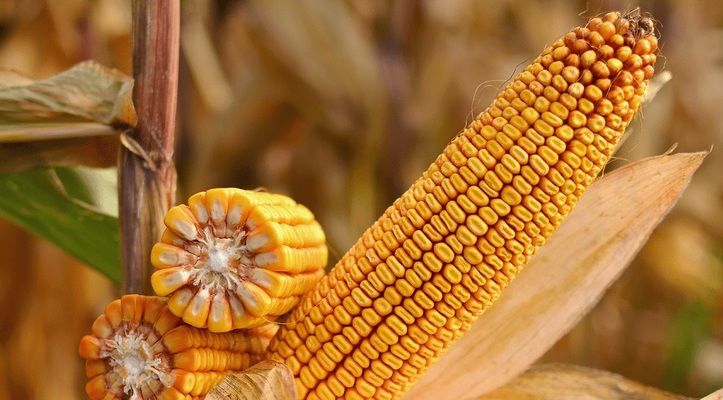 На Западе будут выводить новые гибриды кукурузы