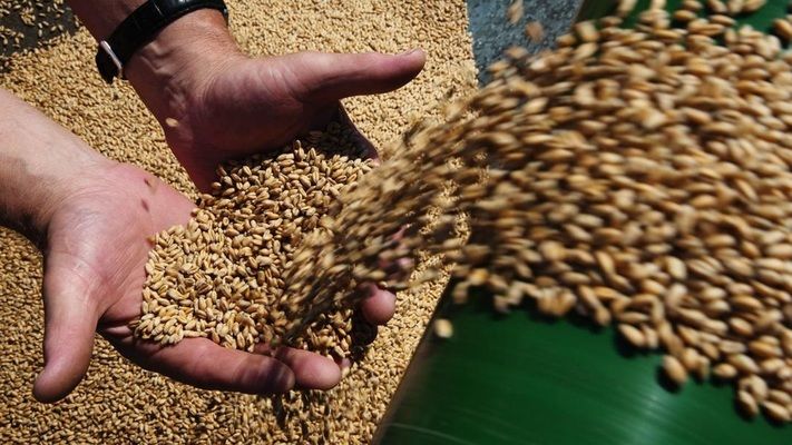 Экспорт украинского зерна в текущем сезоне превысил 13 млн тонн