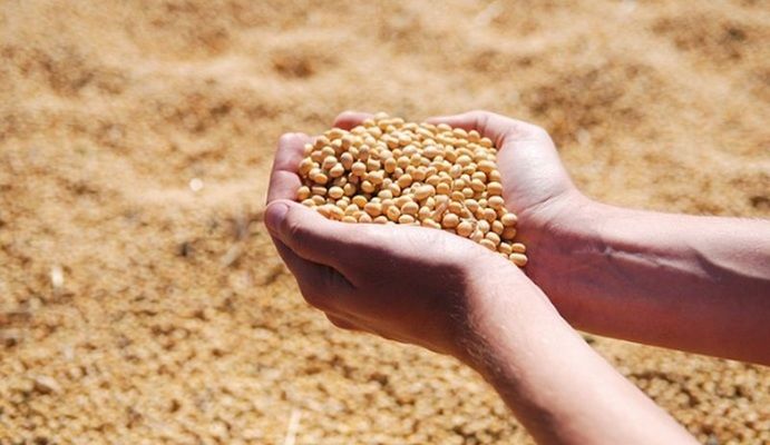 Аналитика цен на зерновые и масличные по состоянию на 30 сентября