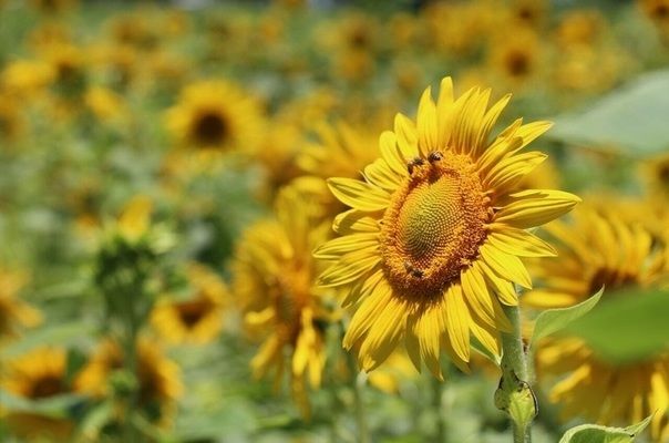 В Україні зросте виробництво олійних