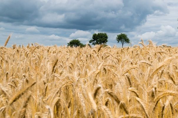 Єгипет скоротив імпорт пшениці