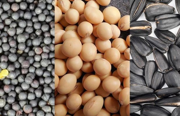Аналитика цен на зерновые и масличные по состоянию на 4 октября