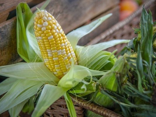 В Аргентине наращивают темпы сева кукурузы