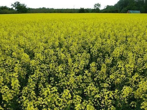 Експерти підвищили прогноз урожаю ріпаку в ЄС