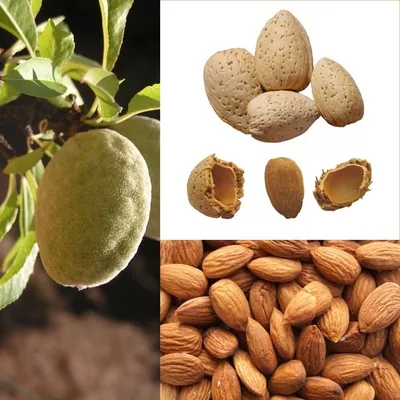 Американська компанія навчилася робити органічні добрива зі шкаралупи мигдалю