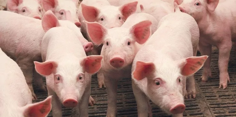 Аналитики спрогнозировали цены на живца свиней