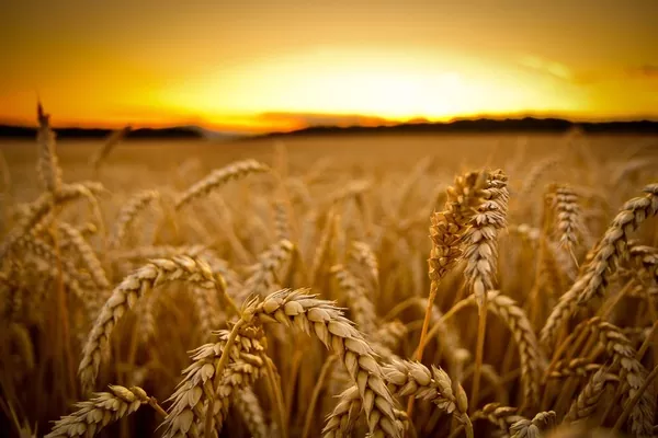 Аналитика цен на зерновые и масличные по состоянию на 7 октября