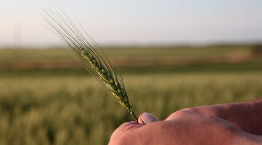 Индия в этом году может экспортировать рекордный объем пшеницы за 8 лет