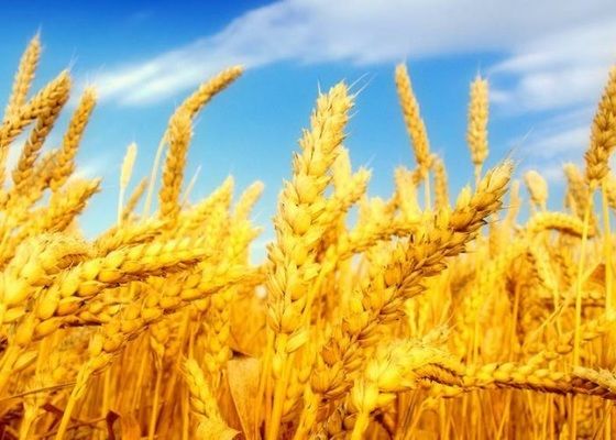 Аналитики повысили прогноз мирового производства зерновых культур