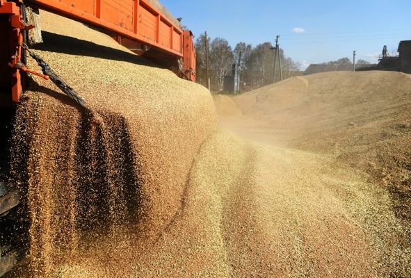 В Украине собрано 50 млн тонн зерна