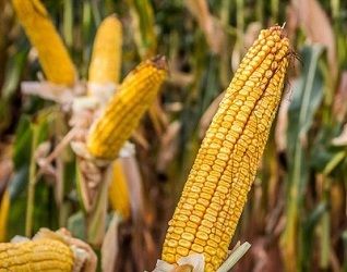 США різко збільшили обсяг тижневих експортних продажів кукурудзи