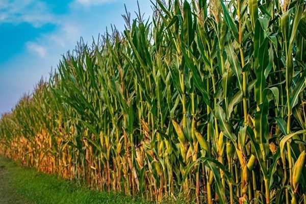 Летние дожди повышают урожайность кукурузы во Франции