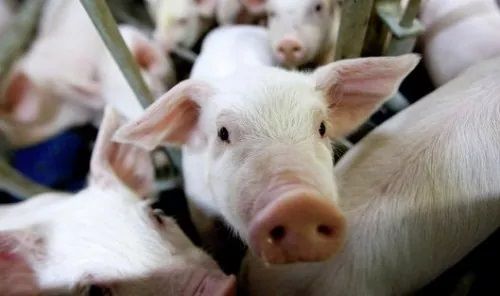 Якими будуть ціни на живця свиней