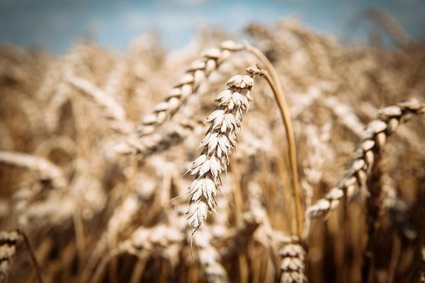 Аналитика цен на зерновые и масличные по состоянию на 18 октября