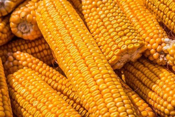 KSG Agro начали уборку кукурузы