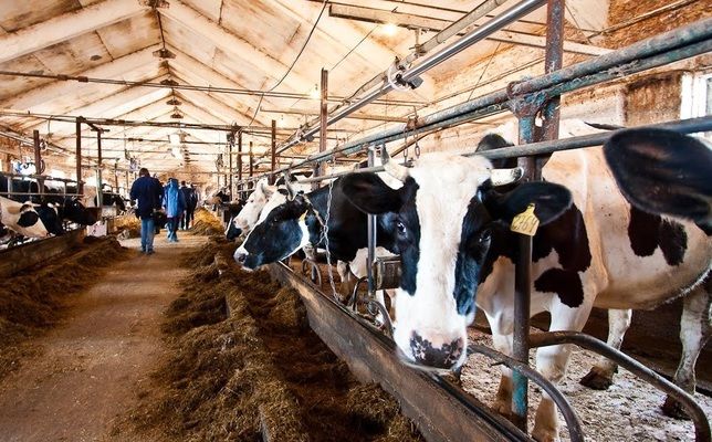Обсяги виробництва продукції тваринництва в Україні впали