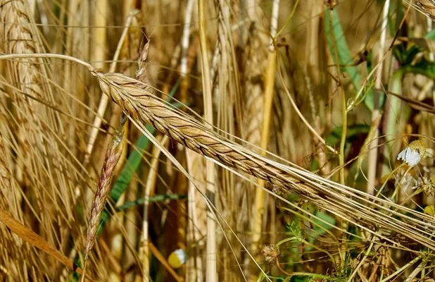 Україна відновила експортні поставки жита до Туреччини