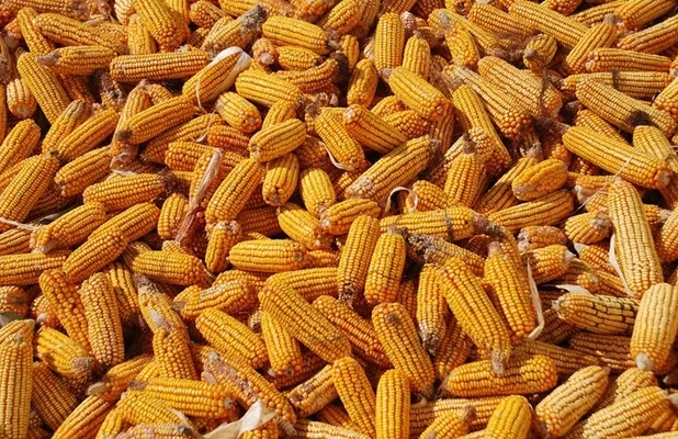 Закупочные цены на кукурузу идут на спад