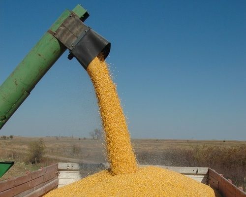 Производство пшеницы и кукурузы в Украине восстановится