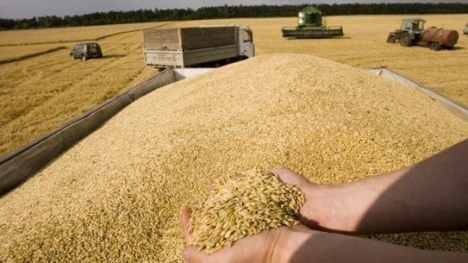 Китай увеличил импорт зерновых