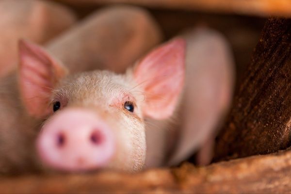 В Украине уменьшается количество свиней