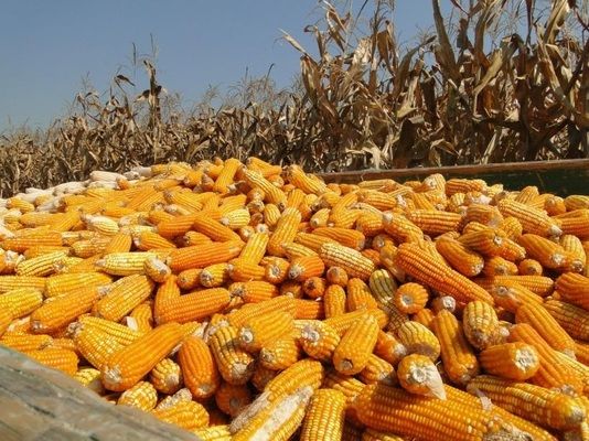 Аналитики повысили прогноз производства кукурузы