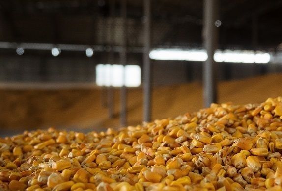 Урожайность кукурузы в Хмельницкой области превышает 100 ц/га