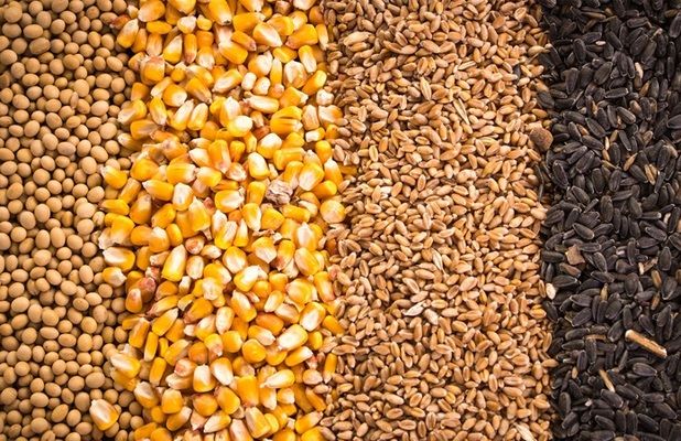 Аналитика цен на зерновые и масличные по состоянию на 26 октября