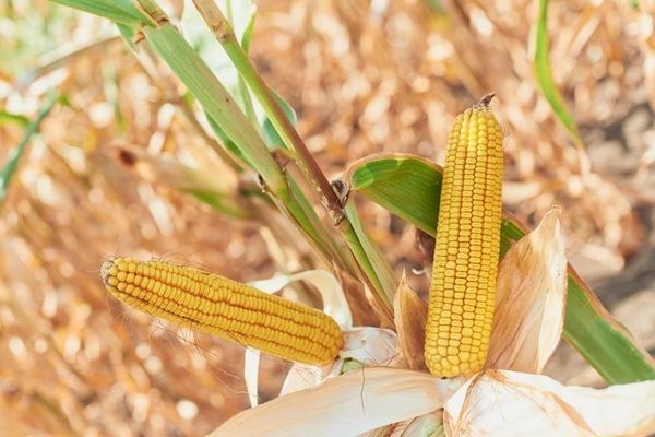 У Бразилії активно сіють кукурудзу