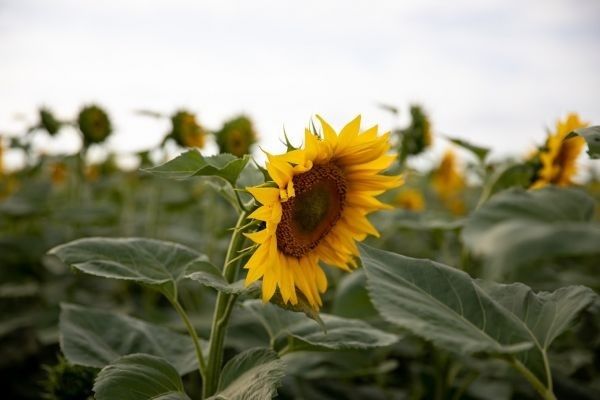 В Україні стрімко знижуються запаси соняшнику