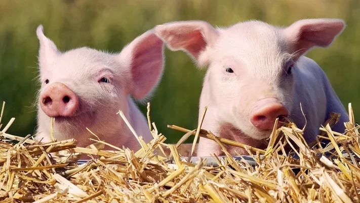 Україна обмежить імпорт м'яса з Польщі