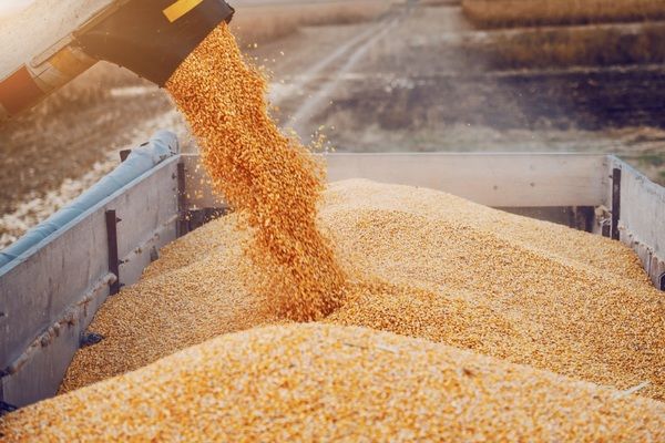 В России прогнозируется сокращение производства зерна