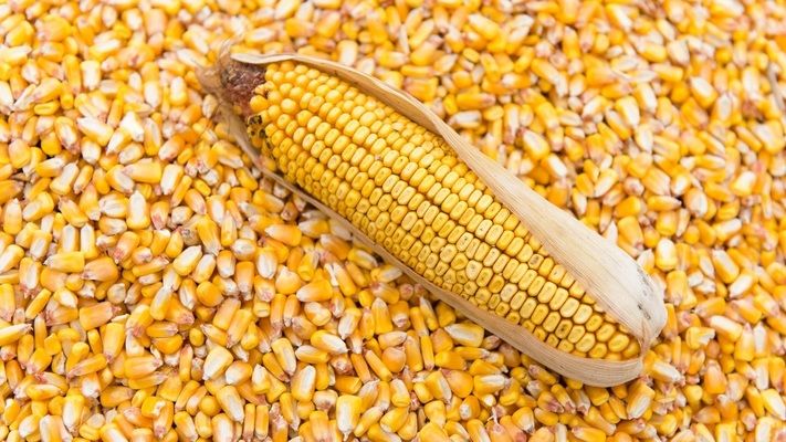 Во Франции обмолочено более 50% площадей кукурузы